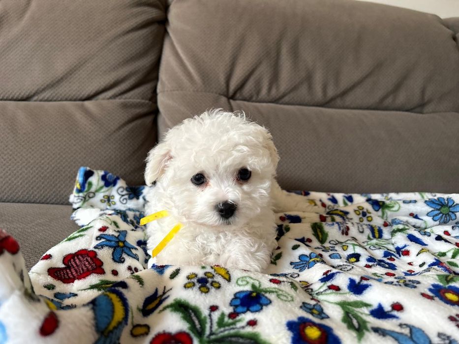 Bolończyk ZKwP (FCI )