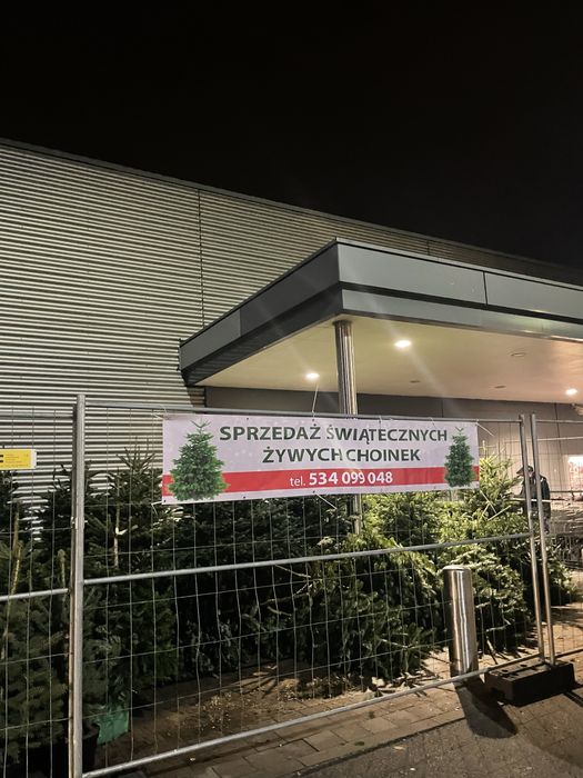 SOSNOWIEC CHOINKI świeże jodła świerk cięte doniczkowe śląsk