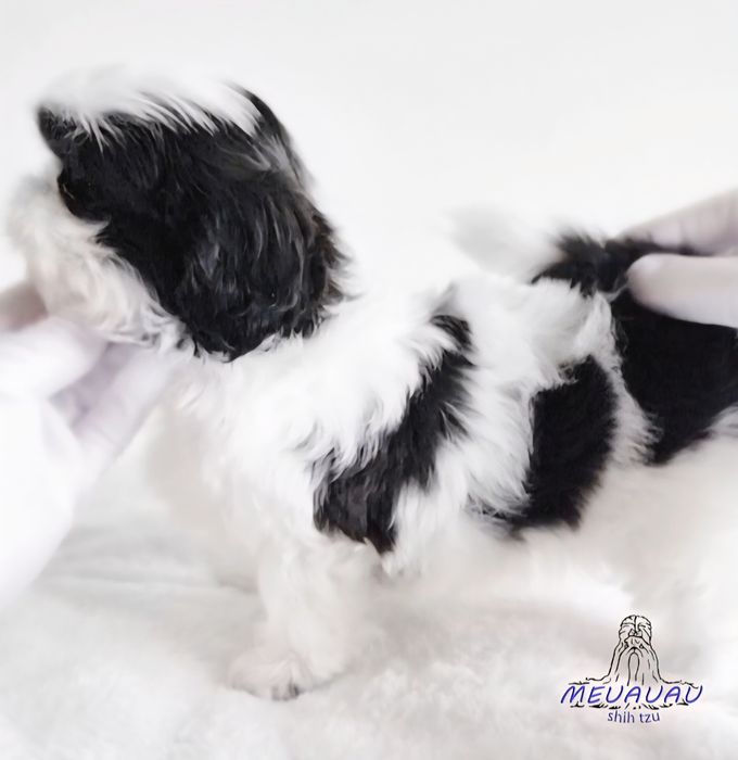 Filhote Macho Shih Tzu