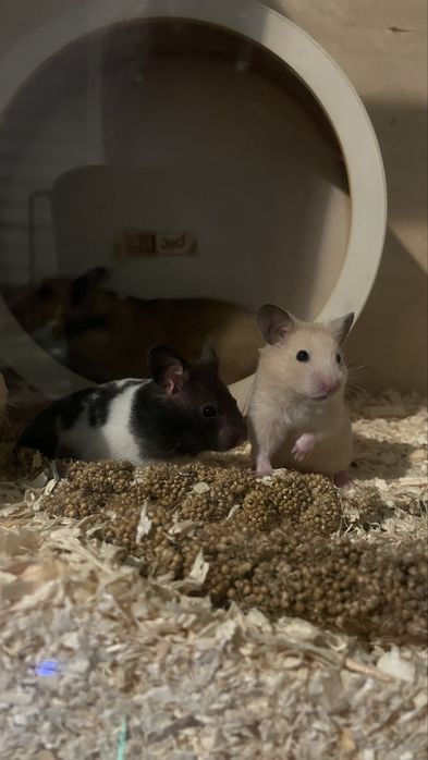 Chomiki syryjskie zdrowe oswojone