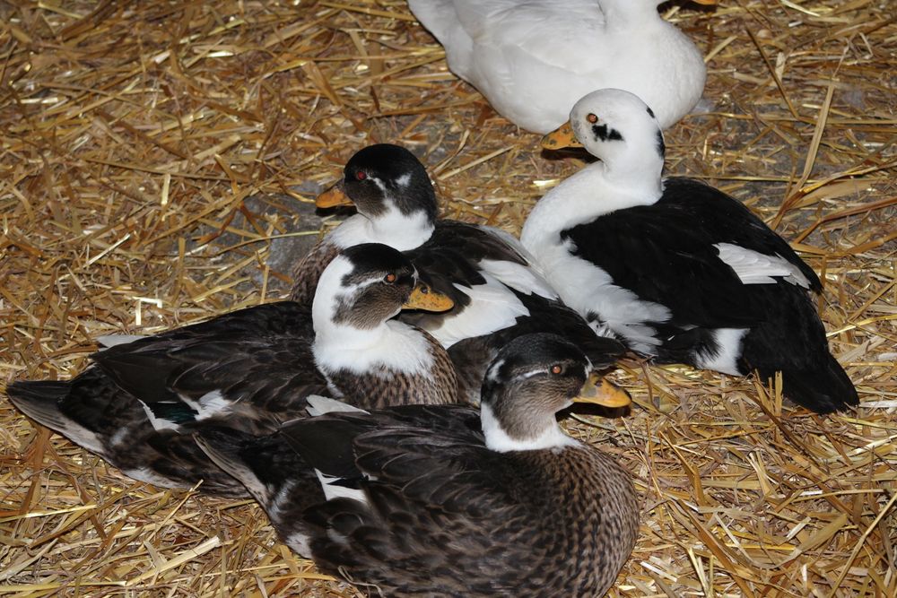 Kaczuszki i  Kaczory Call Duck