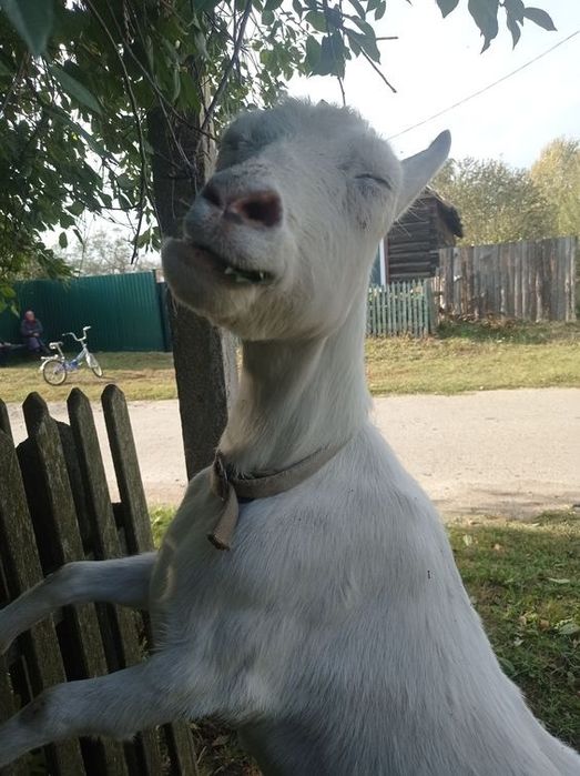 Продам козу недорого