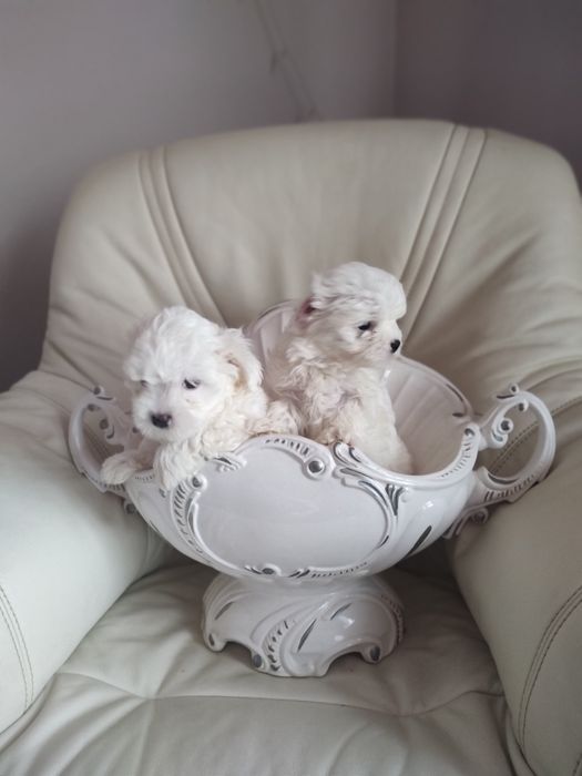 Мальтійські болоночки.