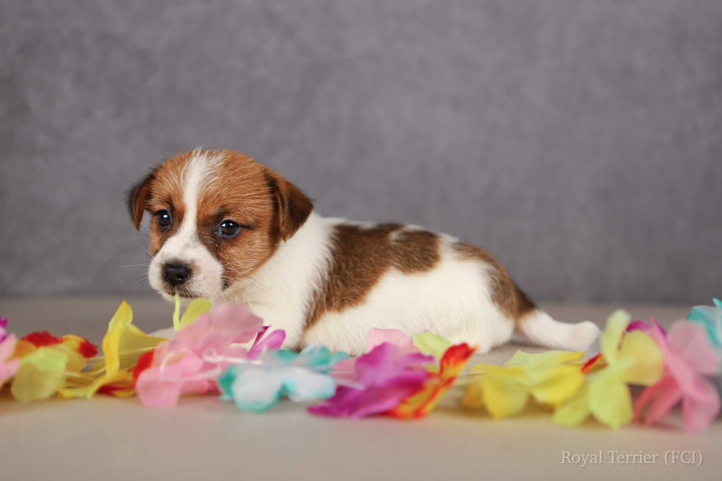 piesek Jack Russell terrier ZKWP/FCI szorstkowłosy