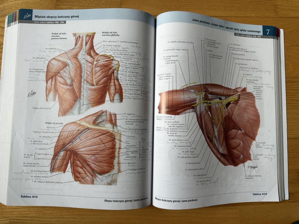 Atlas Anatomii Człowieka, Netter, Łaciński, wyd. 7