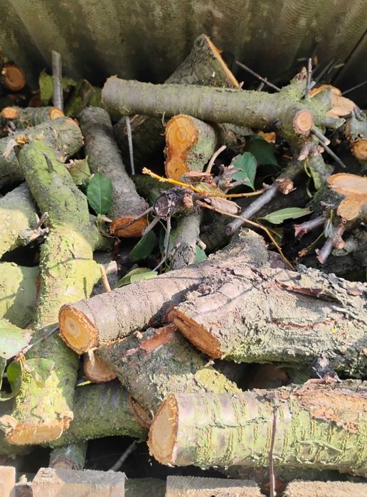 Drewno wiśnia      .