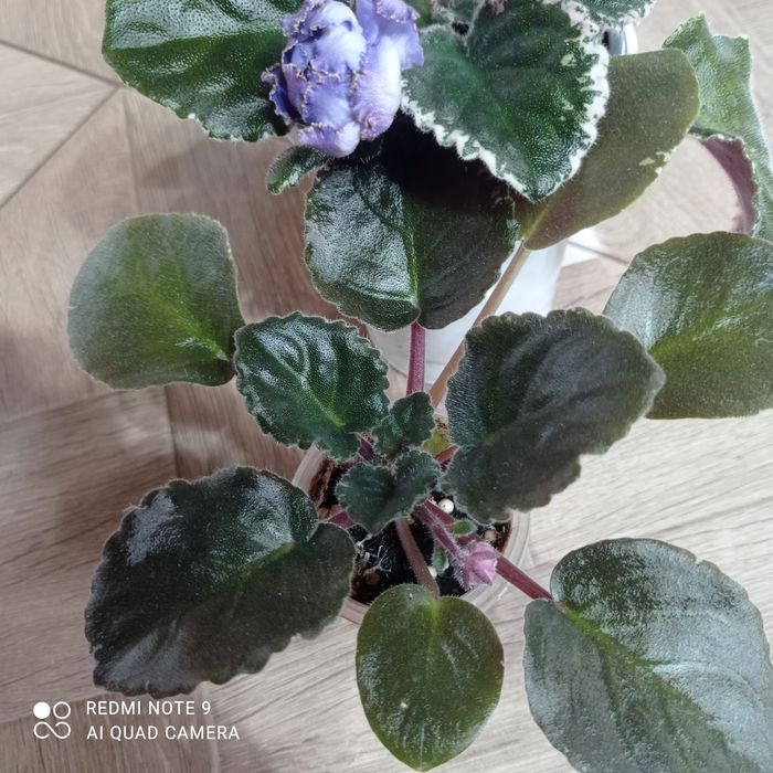 Фіалочка "ЕК-Морские Ежи"