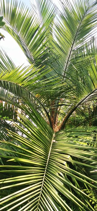 Oferta de Folhas Palmeira artesanato