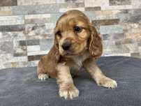 Cocker spaniel szczeniaczek