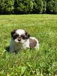 Suczka Shih-Tzu Tricolor