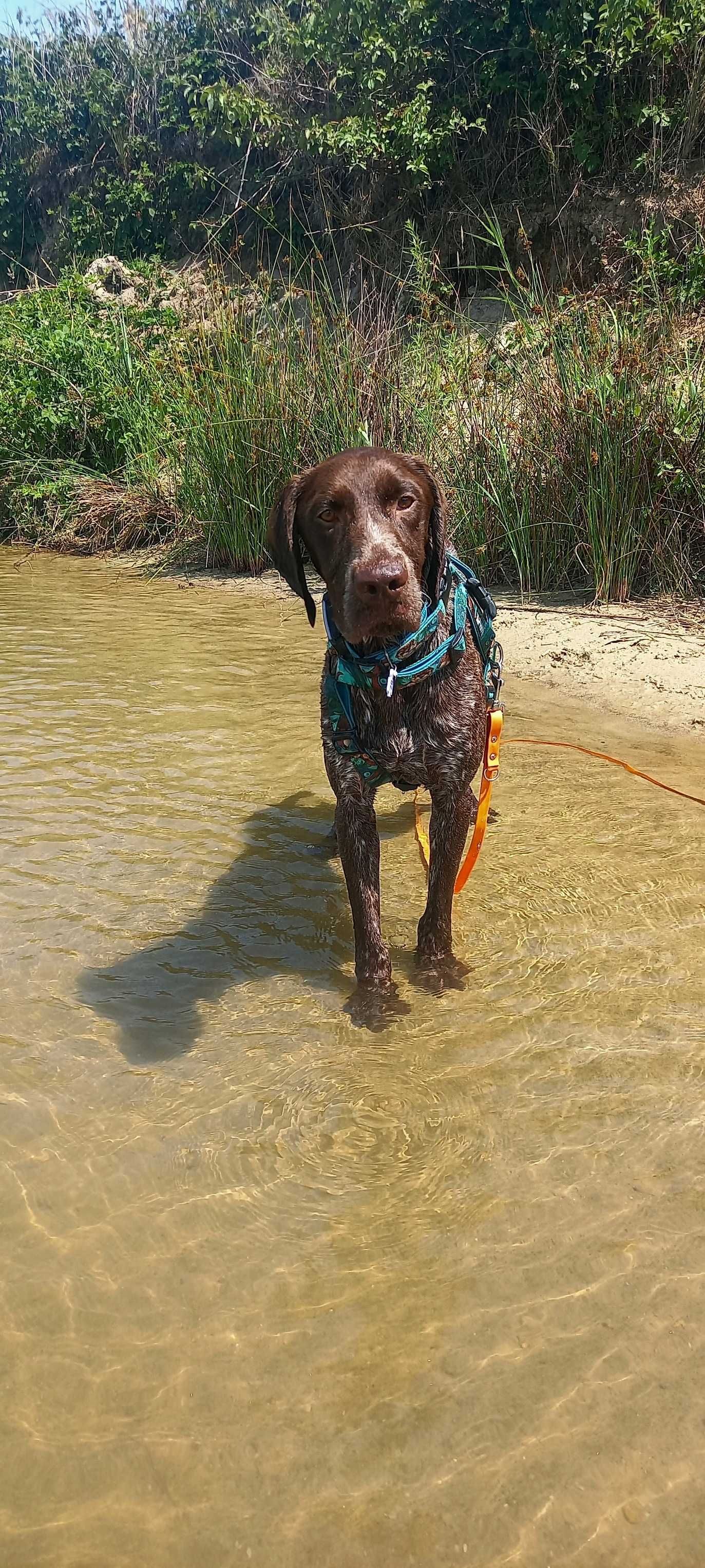 Elvis w typie wyżeł niemiecki krótkowłosy do adopcji