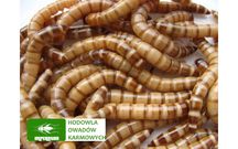 Drewnojady ( 100 ml ) - prosto z hodowli