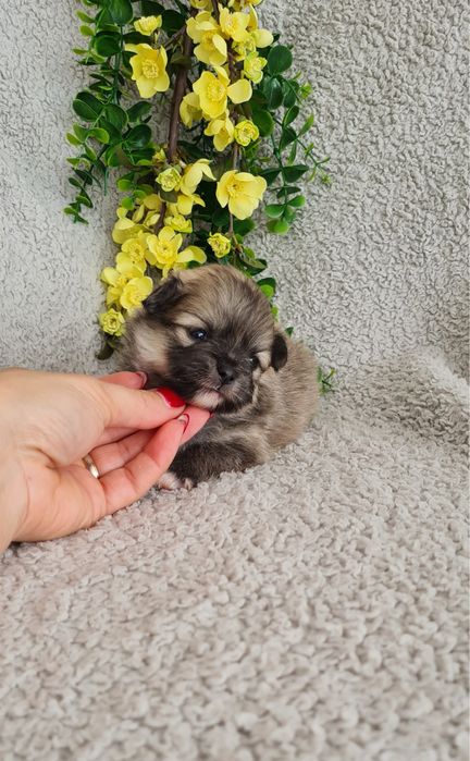 Excelente menina miniLulu da Pomerânia/ Spitz Alemão Anão de Qualidade