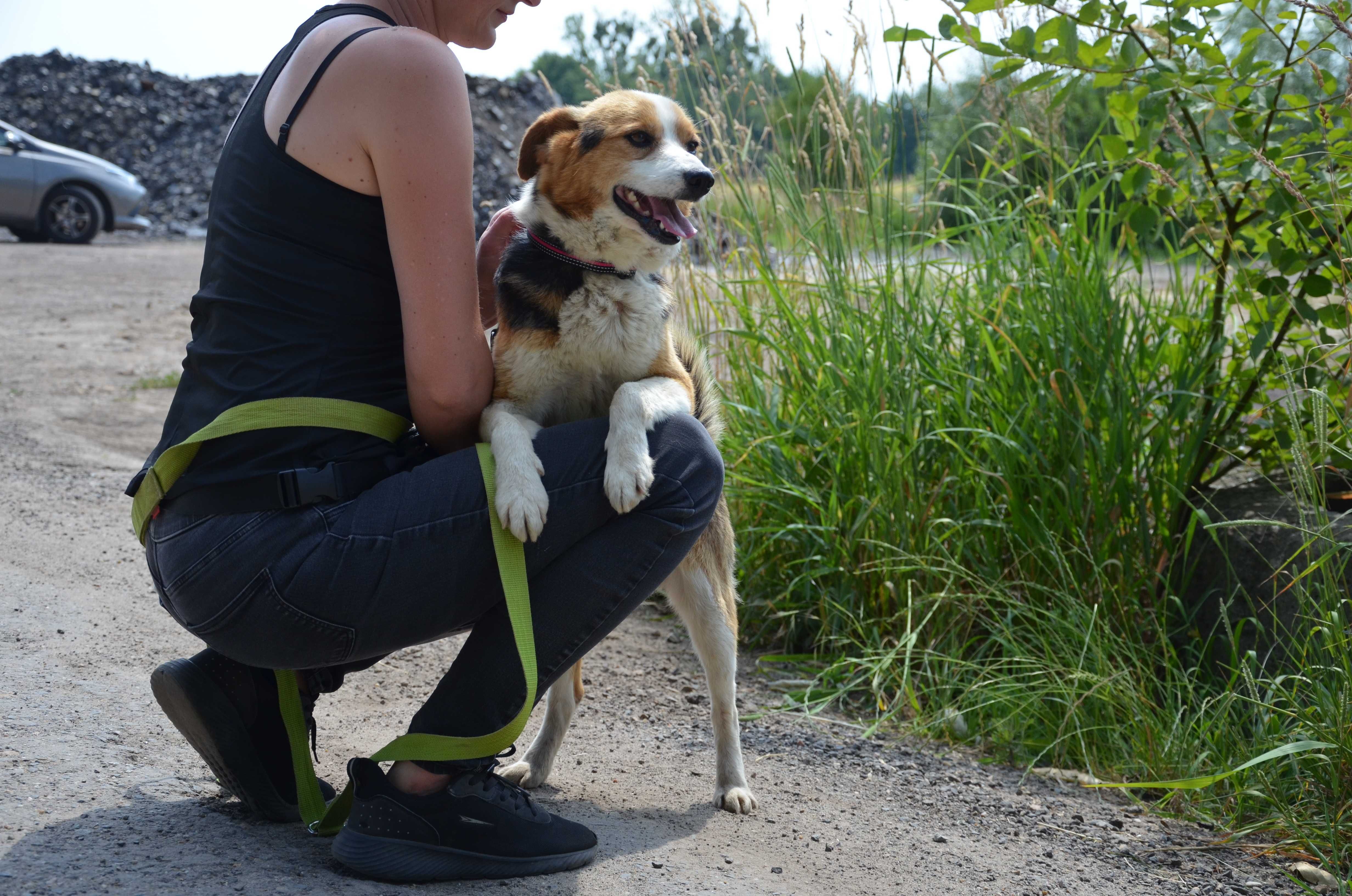 Migel - słodziak jakich mało do adopcji.