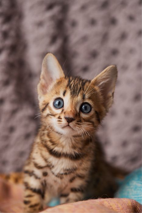 Бенгал, бенгальський котик