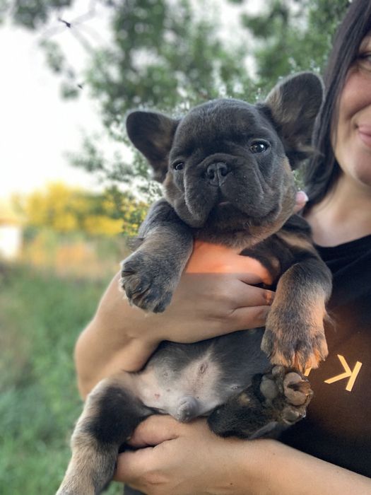 Флаффи мини голубой окрас