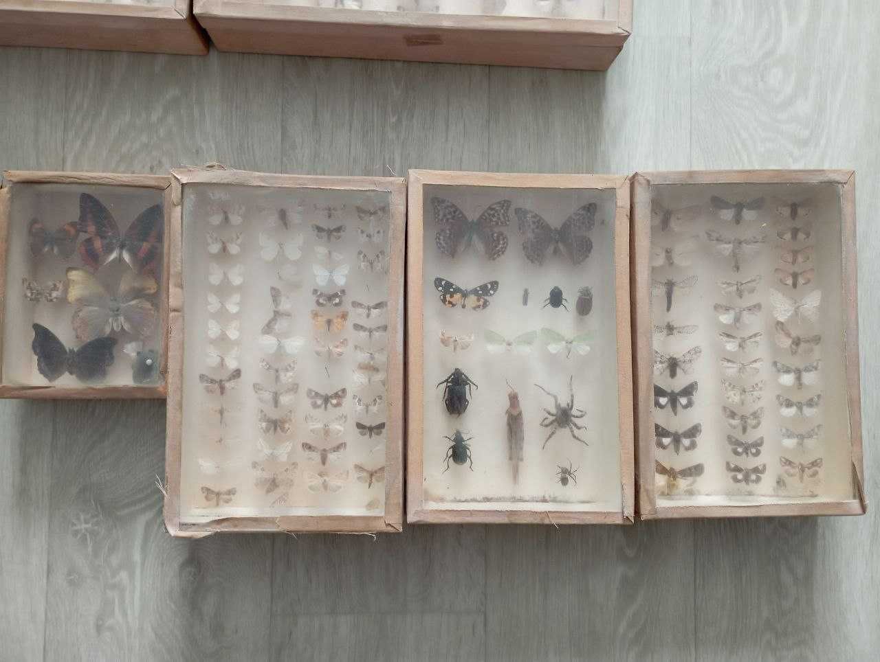 Коллекция бабочек и справочники