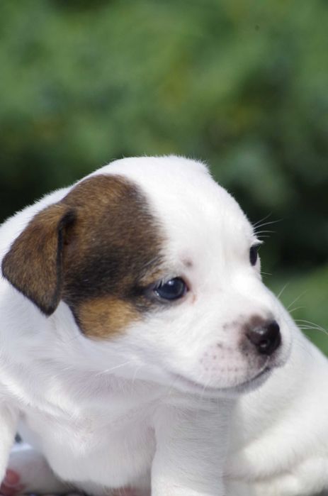 Jack Russell Terrier