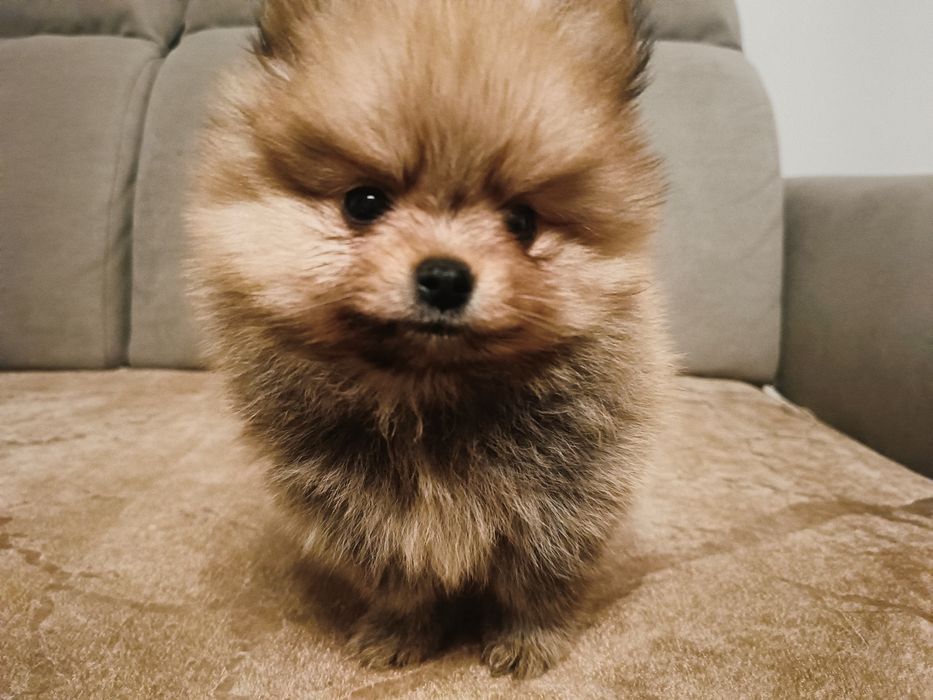 Piękna, malutka suczka szpic miniaturowy pomeranian