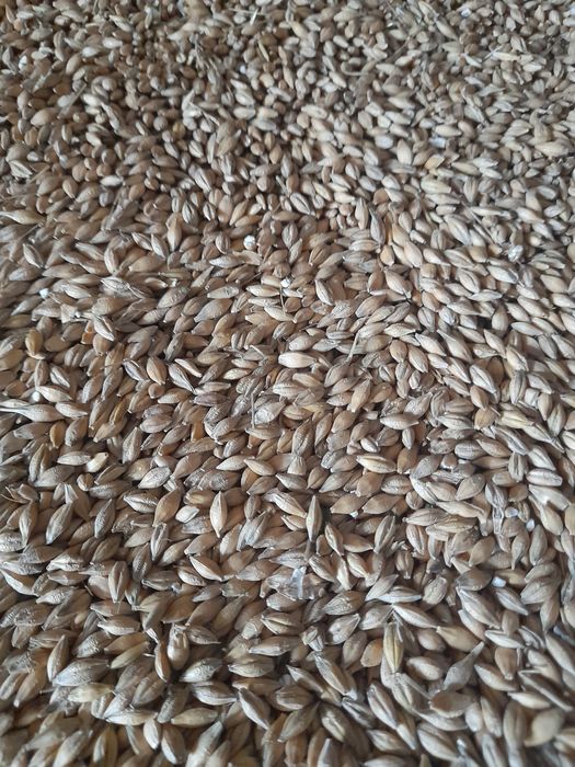 Jęczmień jary do konia czysty big bag