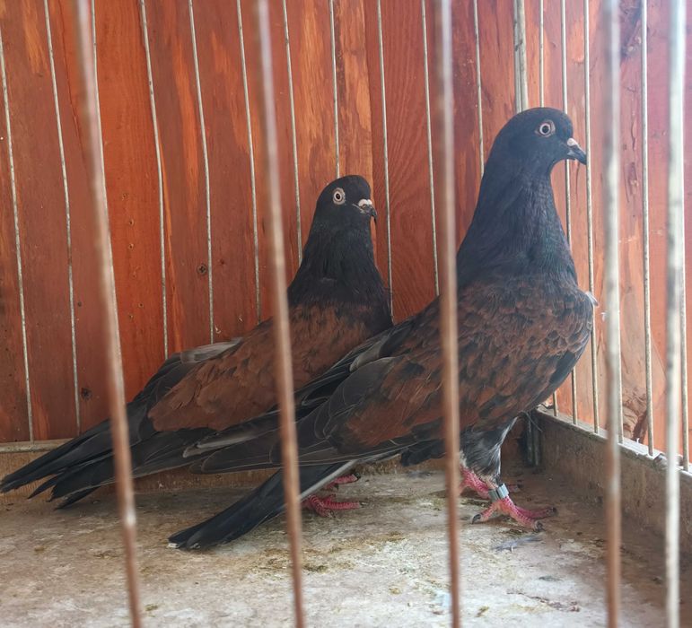 Gołebie mikołajewskie , kirowogradzkie