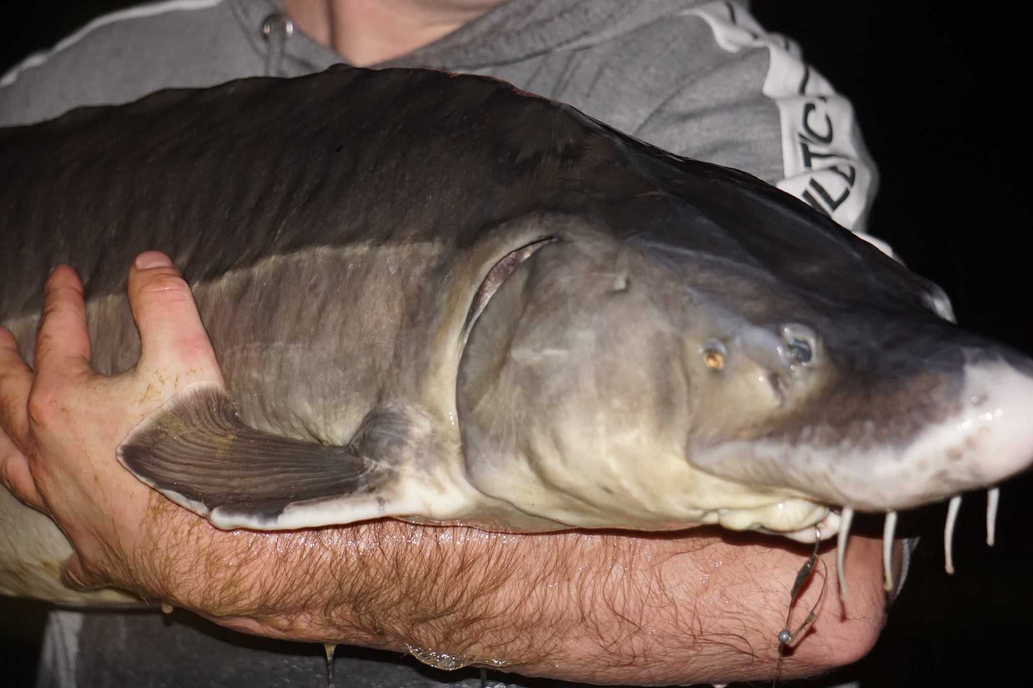 Jesiotry XXL - Ryby na łowiska o wadze  65 do 100 kg