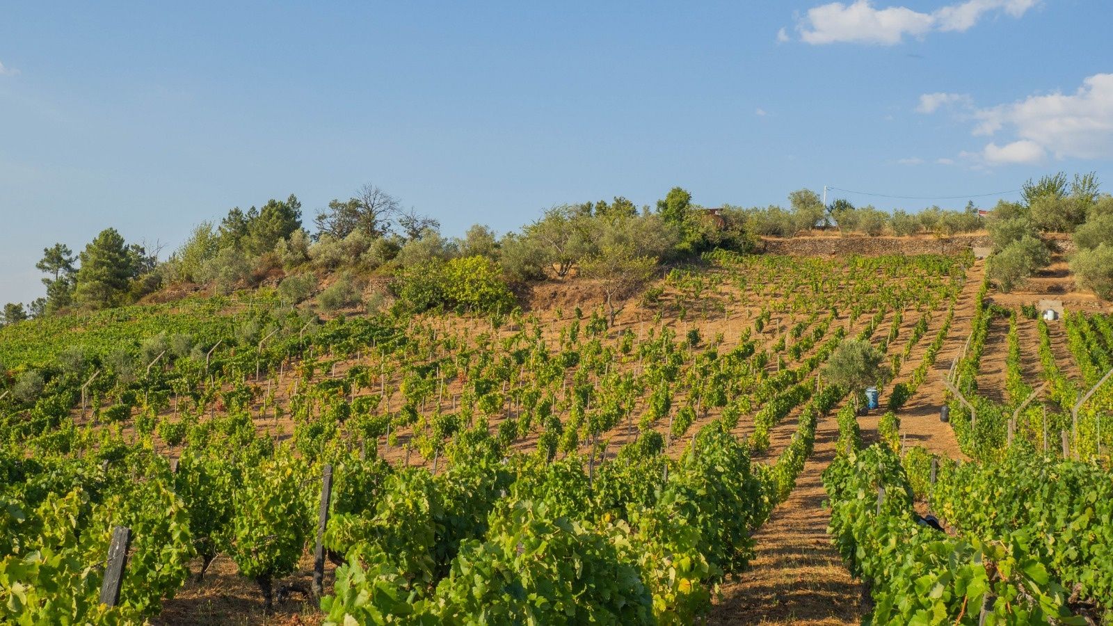 Vinha do Douro com benefício