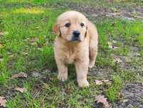 Golden Retriever - suczka