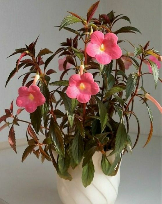 АХИМЕНЕСЫ. Ризомы ахименесов