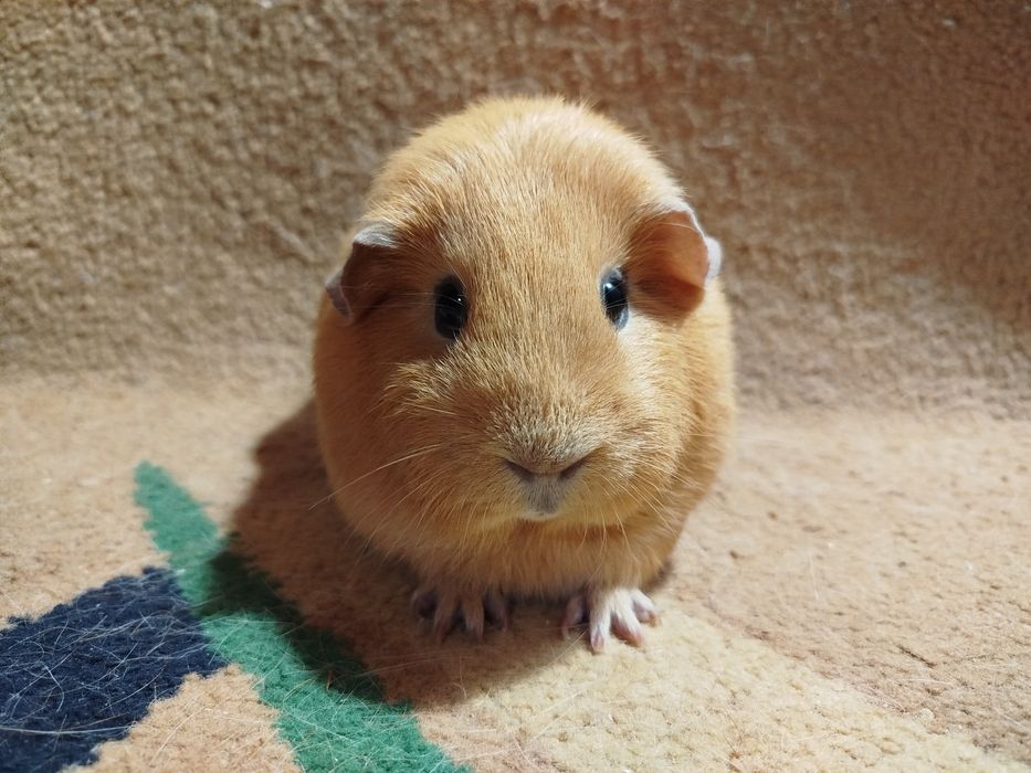 Морская свинка. Селф. Девочки.