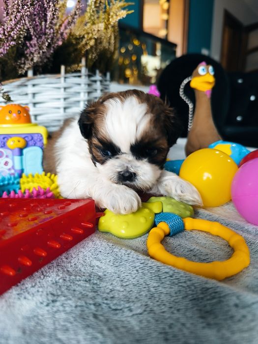 Suczka shih tzu po zdrowych rodzicach Zhpr UCI rodowód 4 pokoleniowy