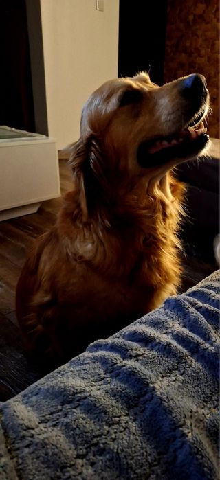 Linia amerykańska rudy samczyk  ZKPL/DNA/gen/ badania/do odbioru