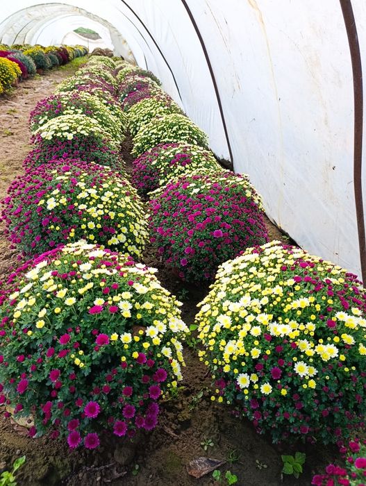 Chryzantemy drobnokwiatowe