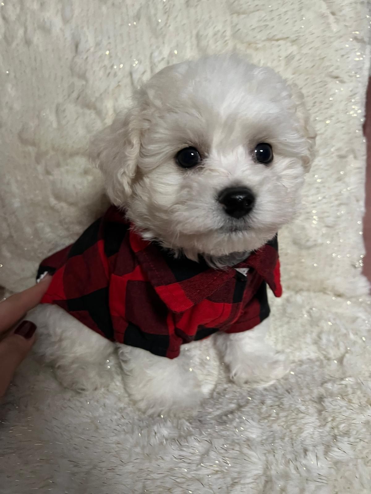 Bichon frise szczeniak bardzo ładny
