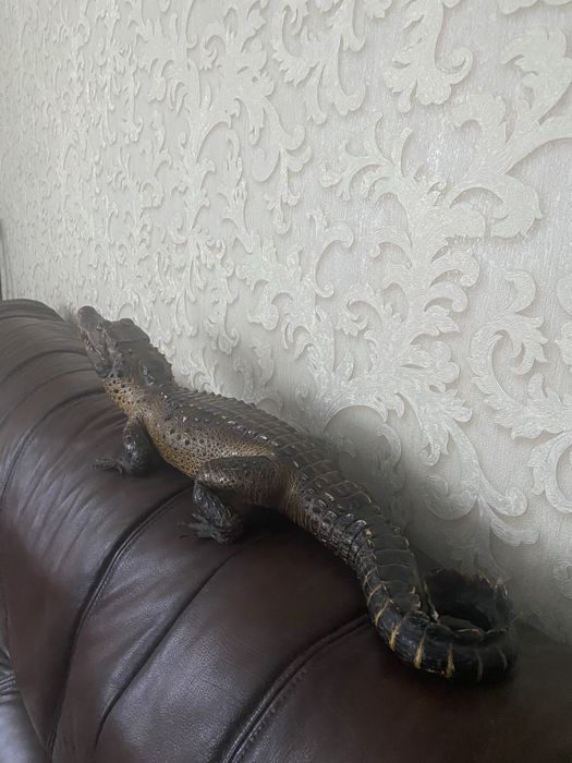 Продам чучело крокодила кайман