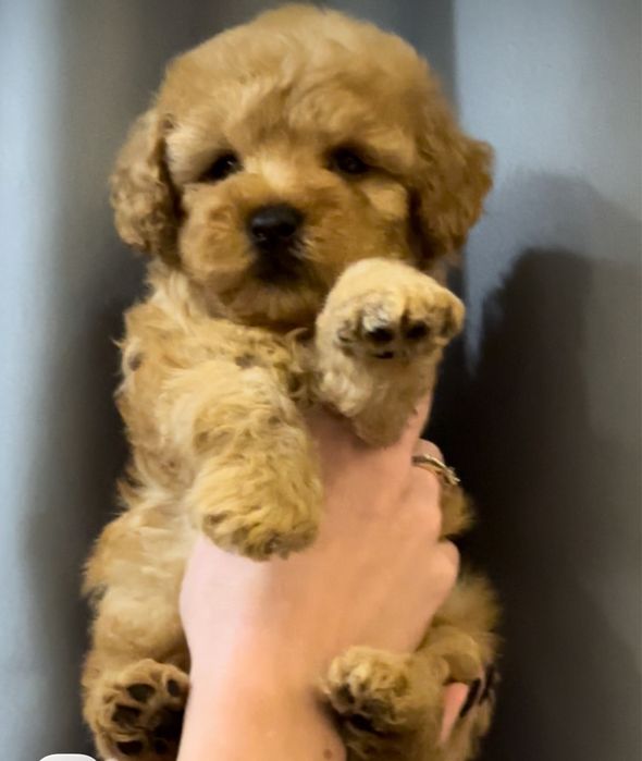 Хлопчики той пудель. З документами.