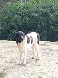 Cães Pastores transmontanos