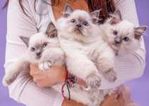 Ragdoll kotka  legalna hodowla