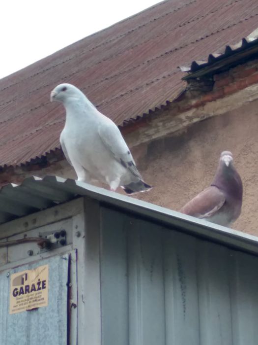 Sprzedam gołębie ozdobne