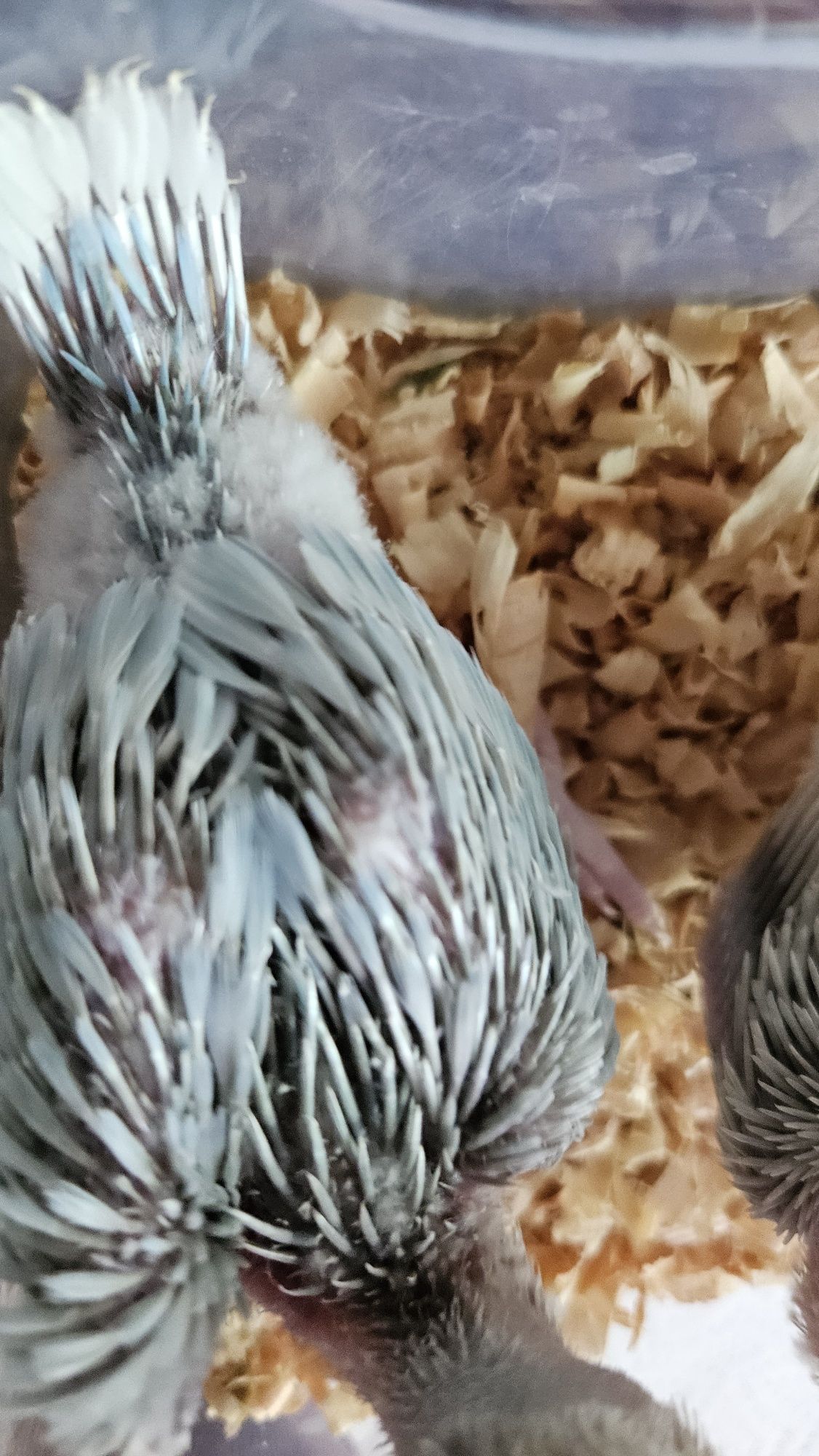 Ring Necks para acabar de criar a mão