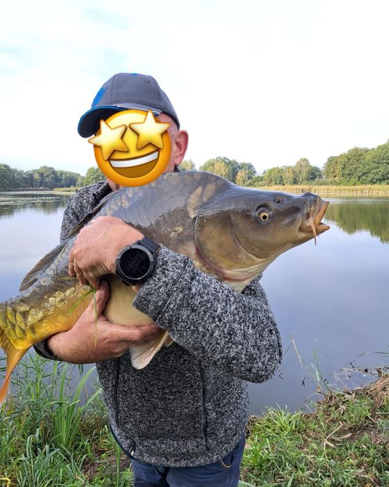 Karpie duże na łowisko od 10 kg/szt,  karp tarlak