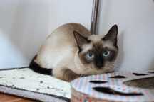 ESTERILIZADA | Gata juvenil, vacinada, FIV (-) e FELV (-) para adoção
