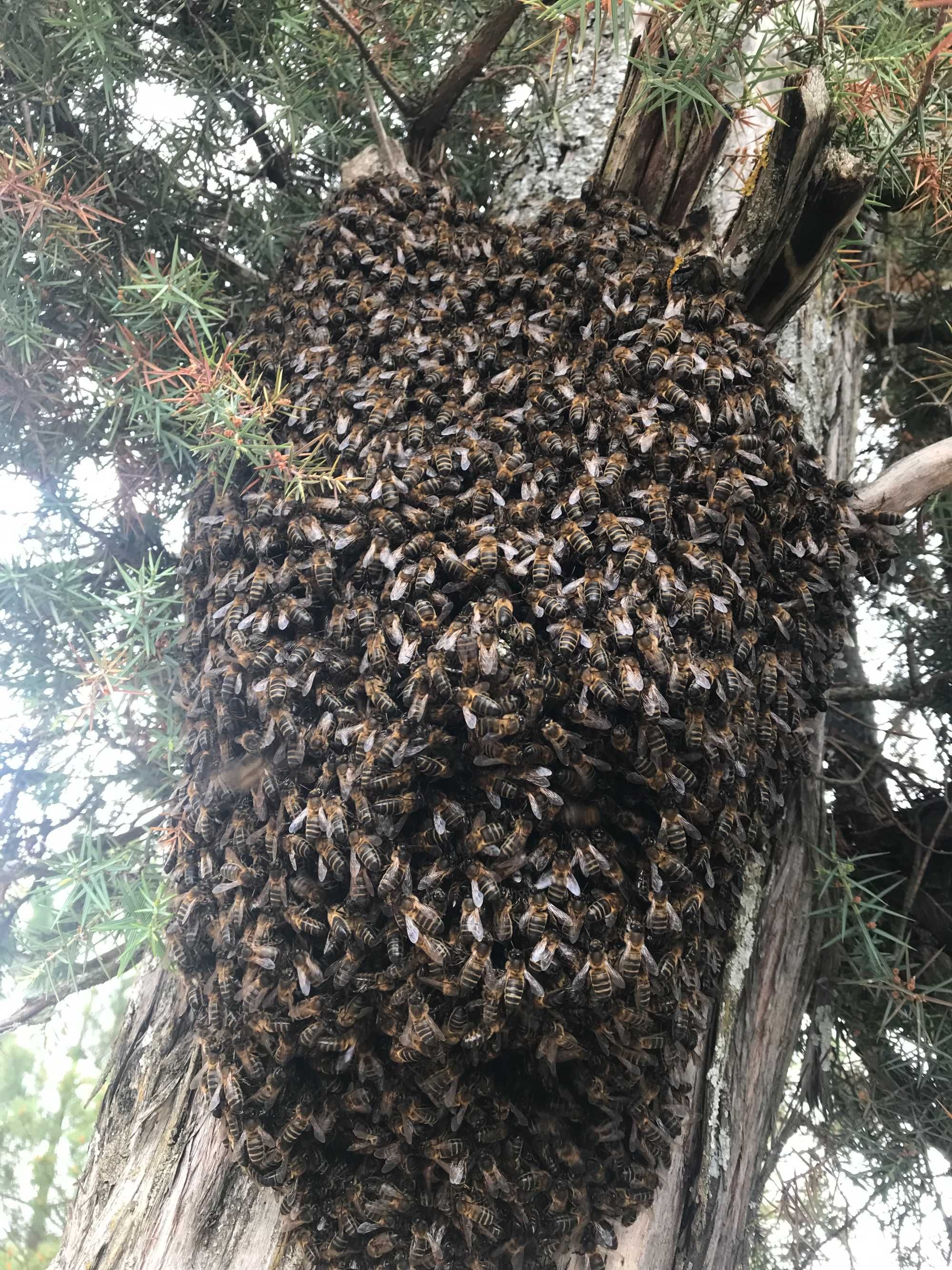 Enxames de Abelhas