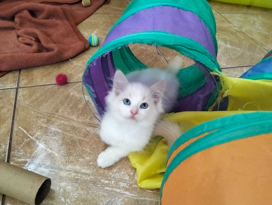 Ragdoll kocurek piękny chłopak bez Koranowirus, bez FIP, zdrowy