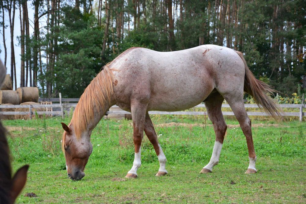 APH, AQH DERESZOWATY, Odsadek, Źrebak, koń, 3/4 AQH, quarter horse, pa