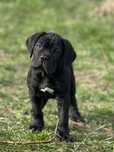 Czarna suczka Cane Corso z domowej hodowli ZKwP/FCI