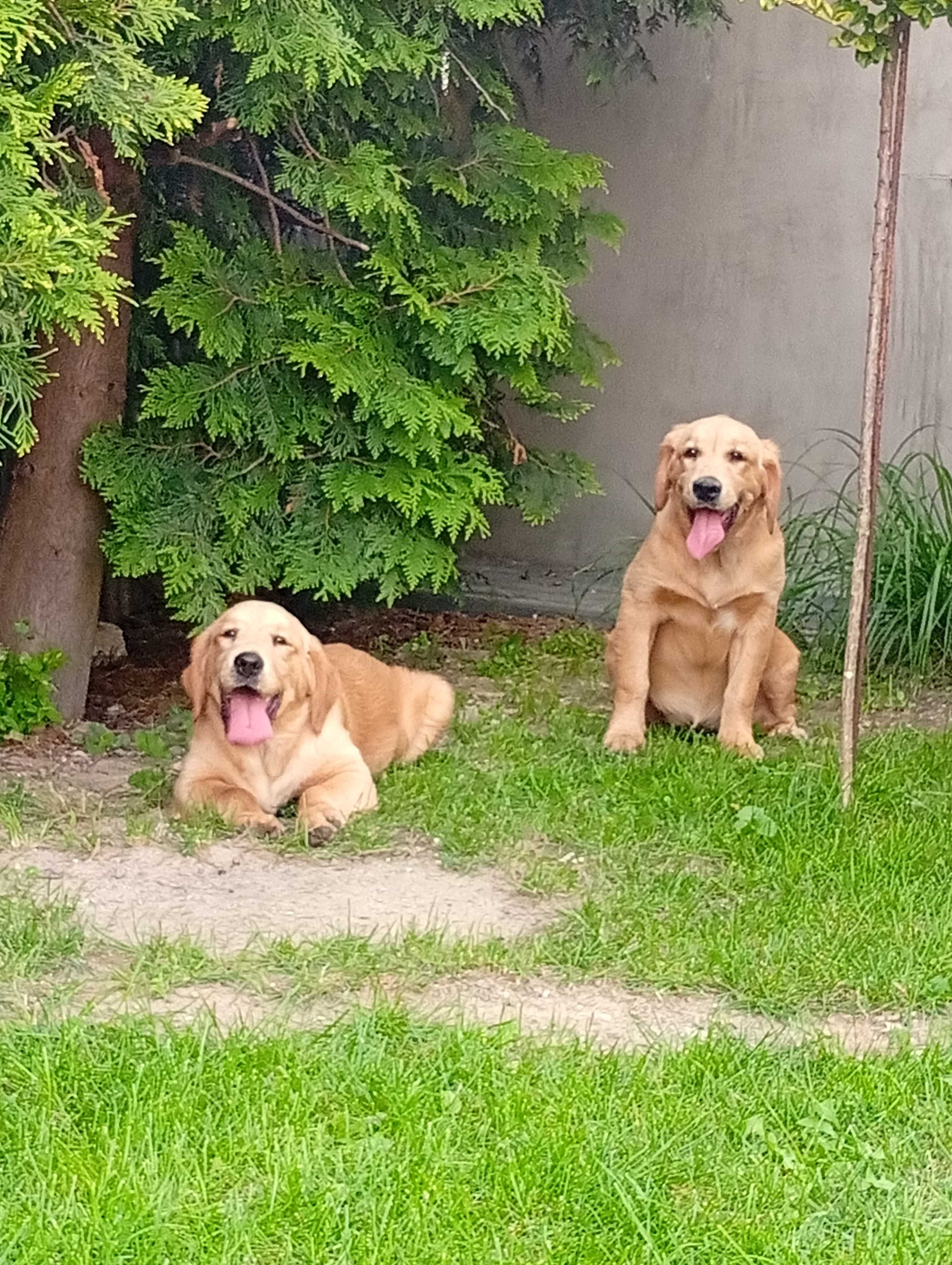 Szczenię golden retriever do odbioru
