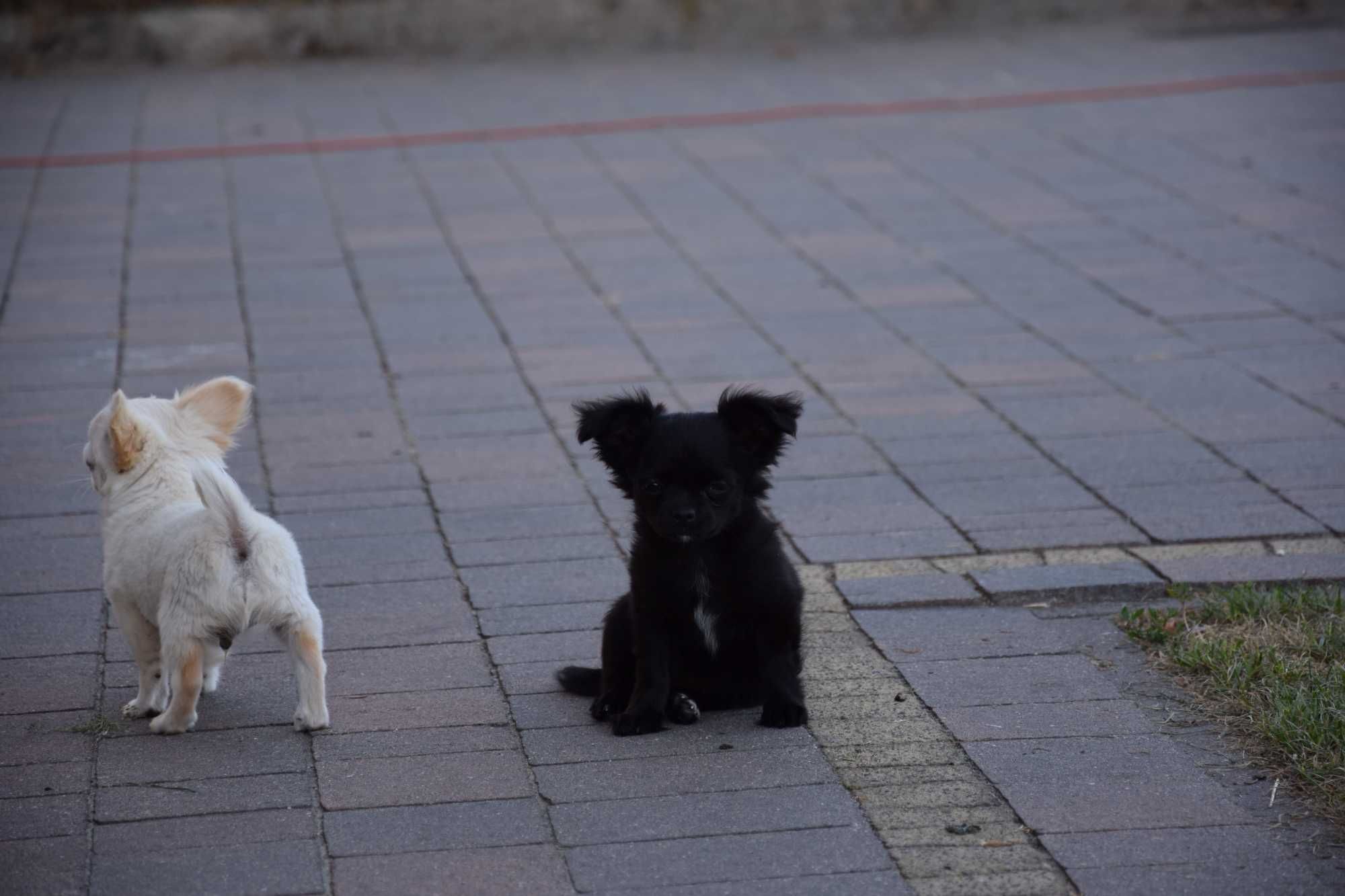 MINI Piesek chihuahua długowłosy Biały ZKwP FCI