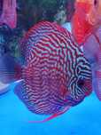 GB DYSKOWCE Paletka Red Turkus | Rozmiar "M" 5-6cm - dowóz ryb!