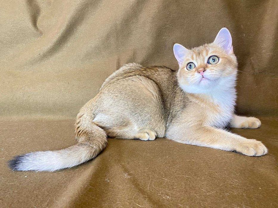 Продаж котят проди Шотландська висловуха